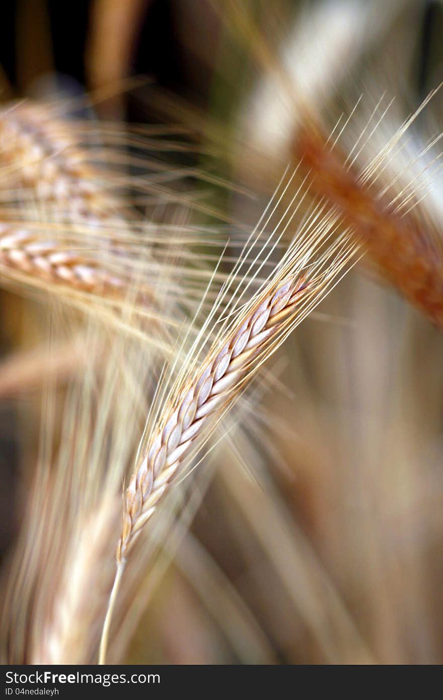 Golden wheat close up