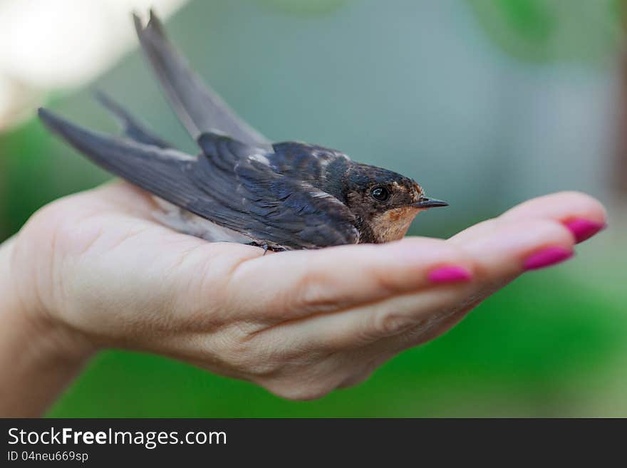 Swallow sitting on a palm