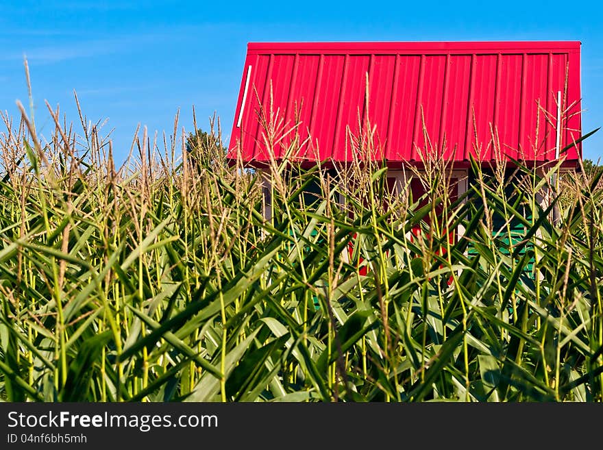 Red Roof In A Corn Field