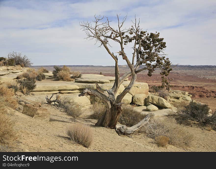 Bristlecomb tree, pinus longaeva in southern Utah