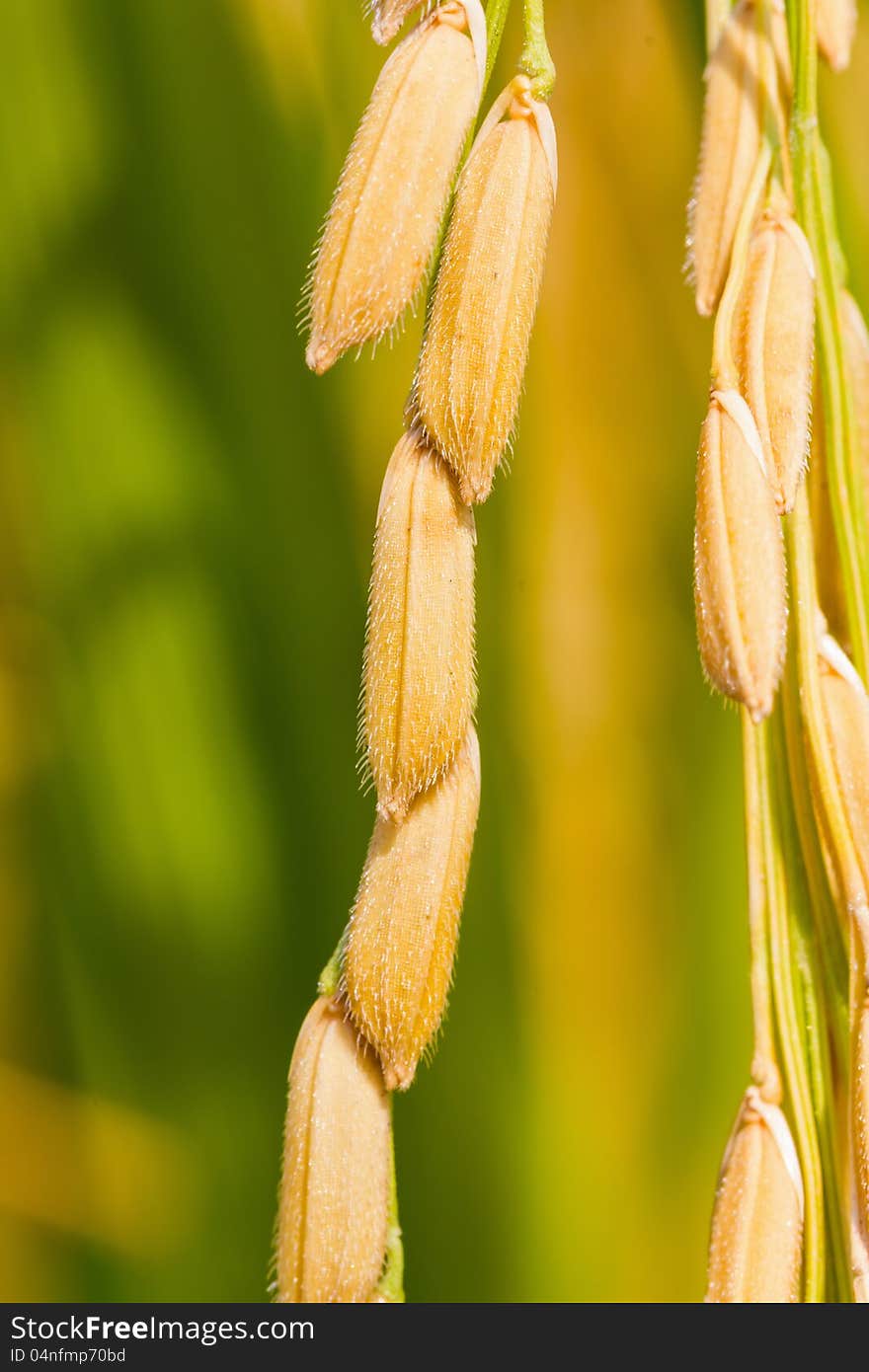 Close up of ripe rice