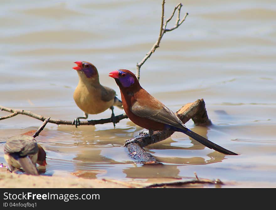 Adult Violeteared Waxbills (male and female) at a watering hole in Namibia, Africa. Adult Violeteared Waxbills (male and female) at a watering hole in Namibia, Africa.