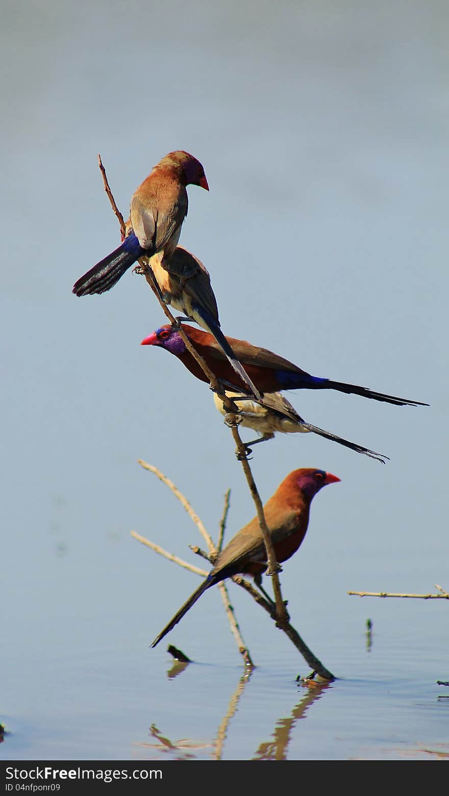 Adult Violeteared Waxbills at a watering hole in Namibia, Africa. Adult Violeteared Waxbills at a watering hole in Namibia, Africa.