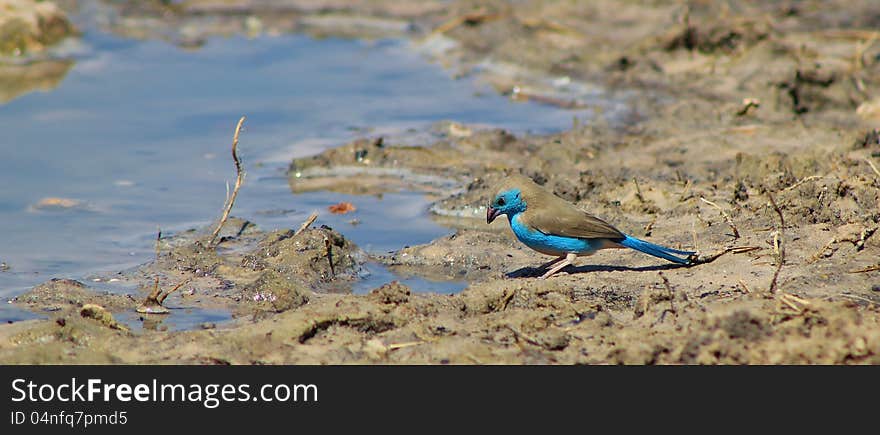 Adult male Blue Waxbill at a watering hole in Namibia, Africa. Adult male Blue Waxbill at a watering hole in Namibia, Africa.