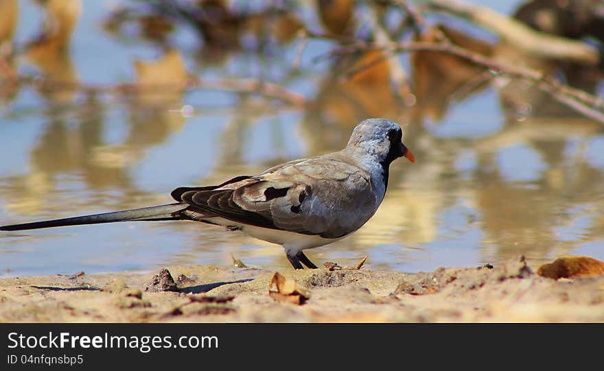 Namaquae Dove - African Gamebird