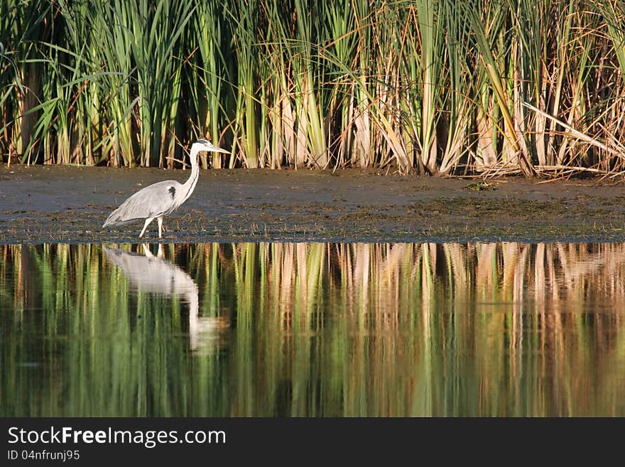 Grey heron hunting on Lake. Grey heron hunting on Lake