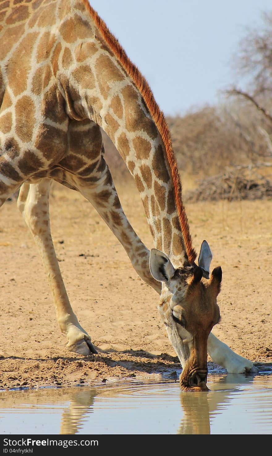 An adult Giraffe cow bending down for a sip of water. Photo taken in Namibia, Africa. An adult Giraffe cow bending down for a sip of water. Photo taken in Namibia, Africa.