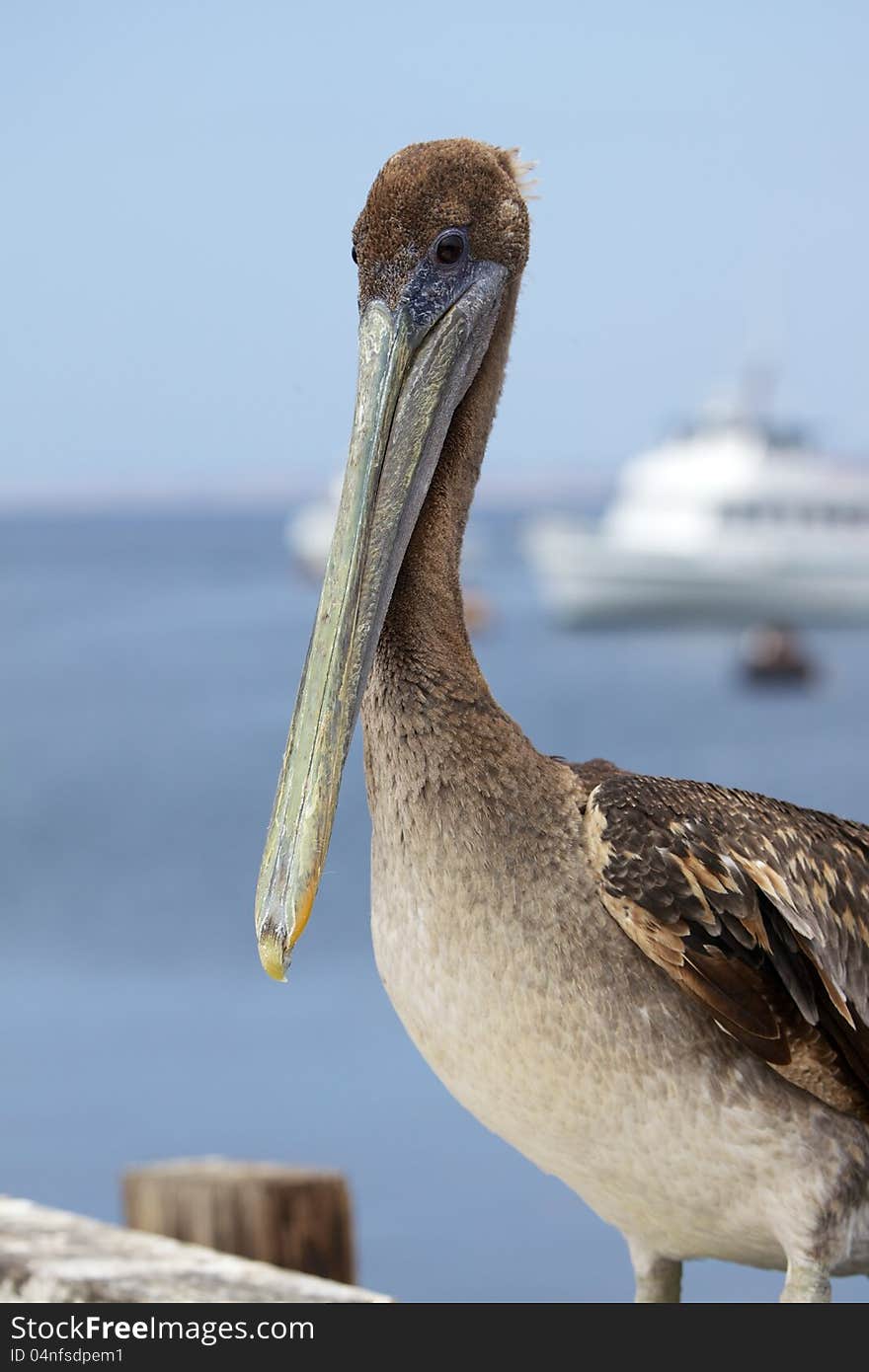 Pacific Pelican