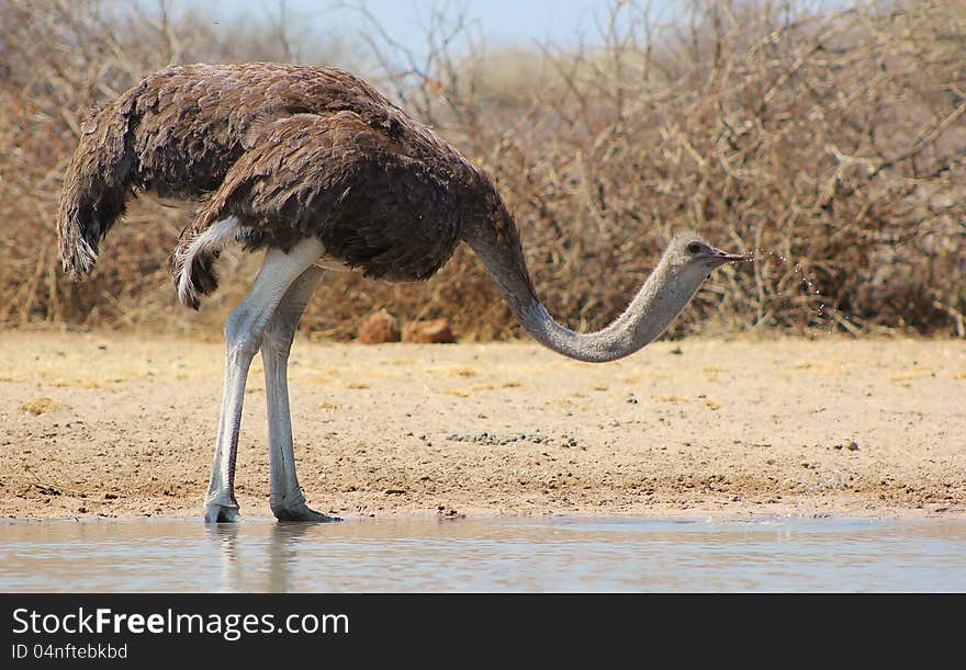 An adult female Ostrich swalling water. Photo taken on a game ranch in Namibia, Africa. An adult female Ostrich swalling water. Photo taken on a game ranch in Namibia, Africa.