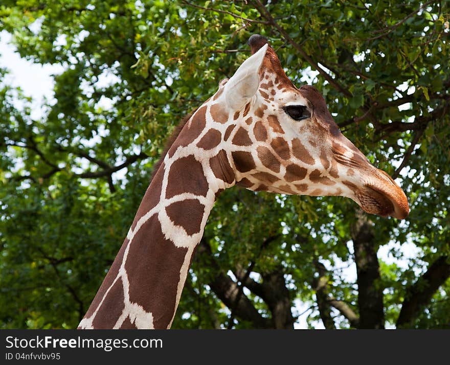 Giraffe in city zoo on sunny summer day