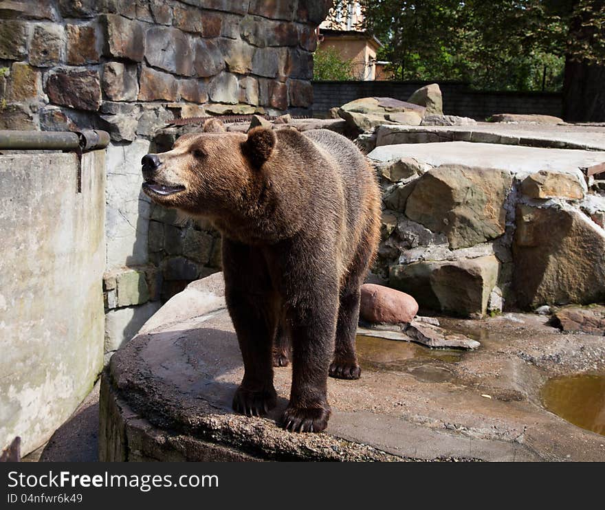 Dangerous Brown Bear