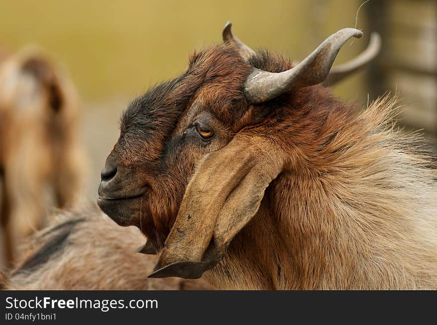 A funny looking brownish goat with interesting horns.