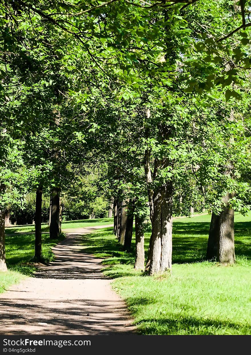 Path in the woods