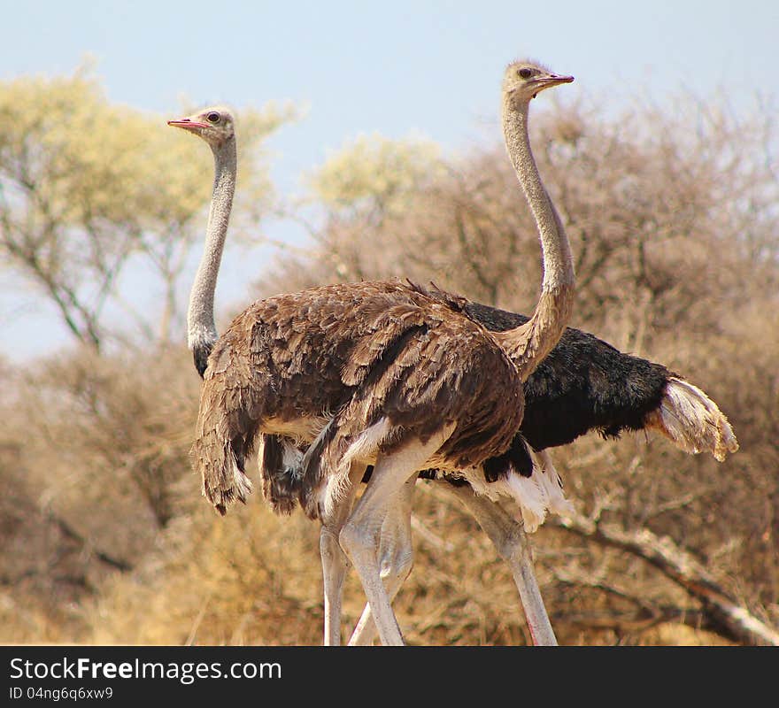 An adult male and female Ostrich. Photo taken on a game ranch in Namibia, Africa. An adult male and female Ostrich. Photo taken on a game ranch in Namibia, Africa.