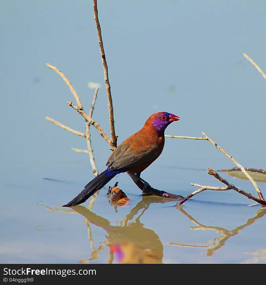 Adult Violeteared Waxbills (male and female) at a watering hole in Namibia, Africa. Adult Violeteared Waxbills (male and female) at a watering hole in Namibia, Africa.