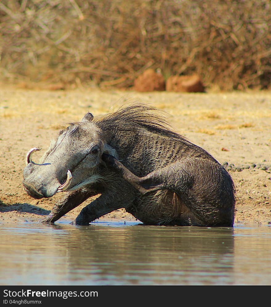 Adult female Warthog having a mud bath and scratching her ear.  Photo taken on a game ranch in Namibia, Africa. Adult female Warthog having a mud bath and scratching her ear.  Photo taken on a game ranch in Namibia, Africa.