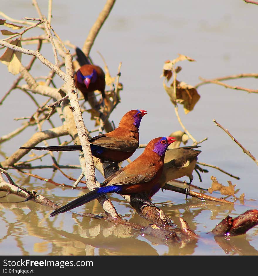 Adult Violeteared Waxbills (male and female) at a watering hole in Namibia, Africa. Adult Violeteared Waxbills (male and female) at a watering hole in Namibia, Africa.