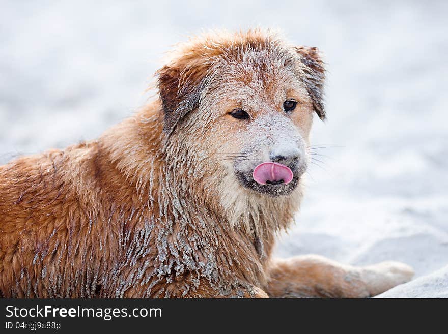 Cute Elo puppy full of sand