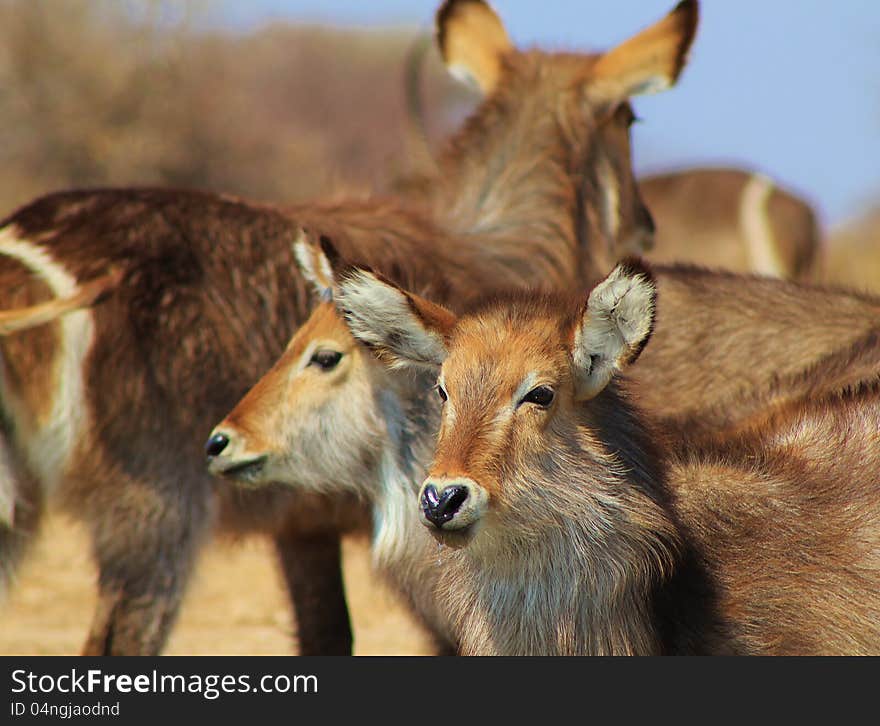 Waterbuck calves - African Antelope