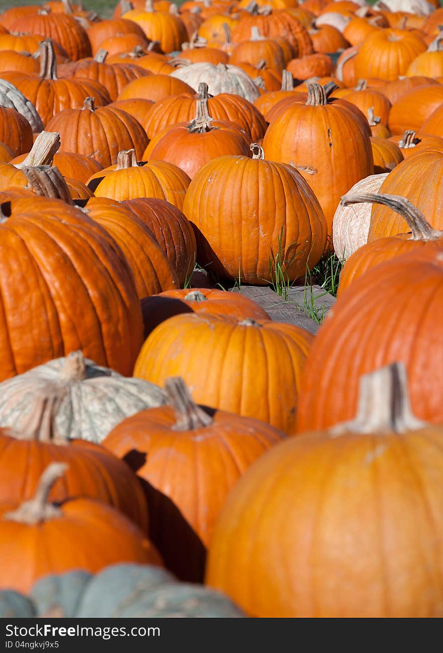 Pumpkins in a large pumpkin patch