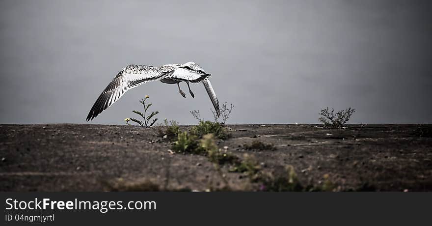 Seagull Flies From Pier