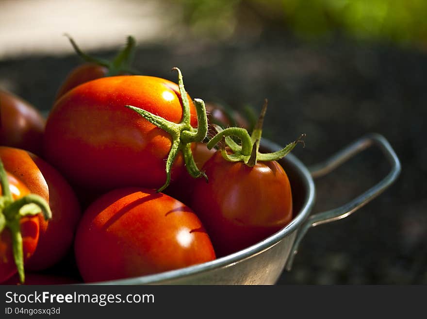 An old aluminum colander full of ripe Roma type tomatoes in the midday sun. An old aluminum colander full of ripe Roma type tomatoes in the midday sun.