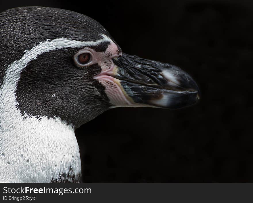 Closeup of penguin head on black background. Closeup of penguin head on black background