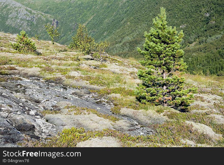 Perennial plants on rural mountain