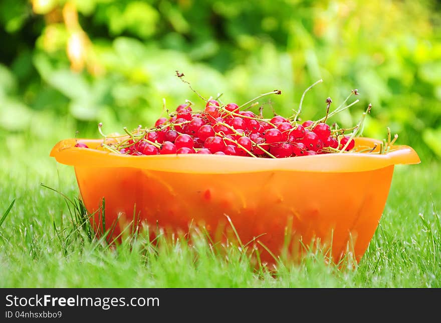 A bowl of redcurrant standing on grass in a garden