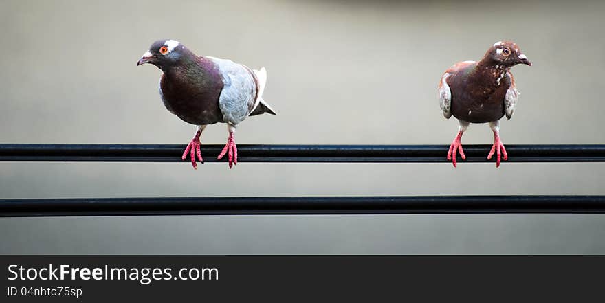 An image of a pair of pigeons sitting on some wires .