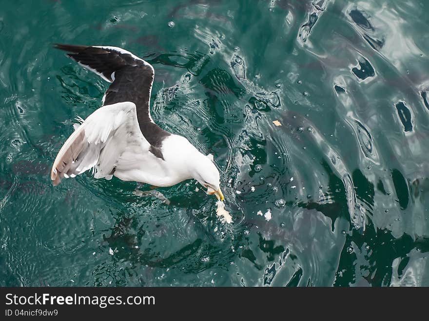 Seagull is getting bread before it is taken. Seagull is getting bread before it is taken.