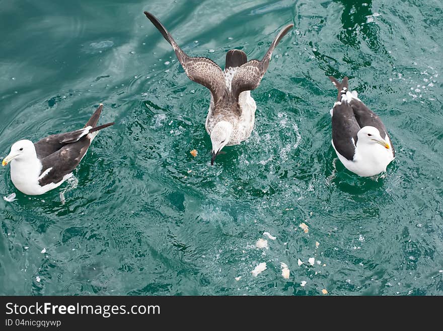 The seagulls on the water is sharing the bread. The seagulls on the water is sharing the bread.