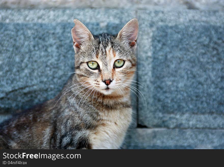 Ordinary domestic cat with nice green eyes on gray stone background. Ordinary domestic cat with nice green eyes on gray stone background