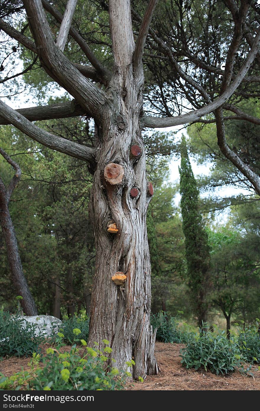 Nice old tree in park or forest at summer time