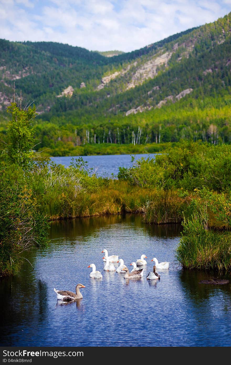 Mountain landscape with geese