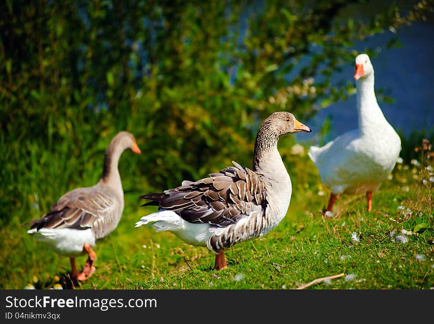 Geese walk on the lake coast