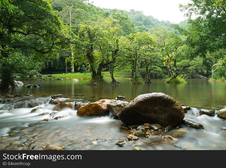 Water stream and tree.