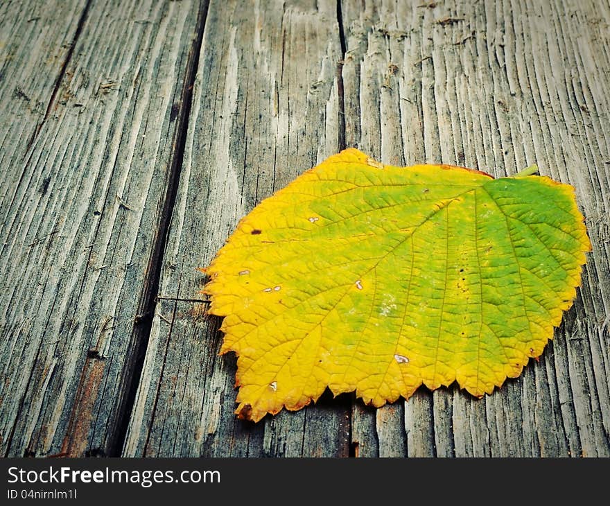 Autumn Leaf On Wooden Background