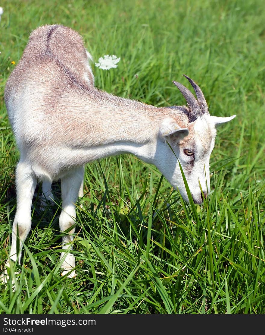 Cute Little Kid Eating Grass