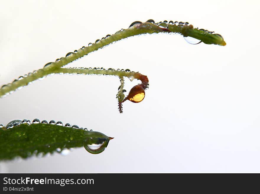 Colorful dew in the summer morning.