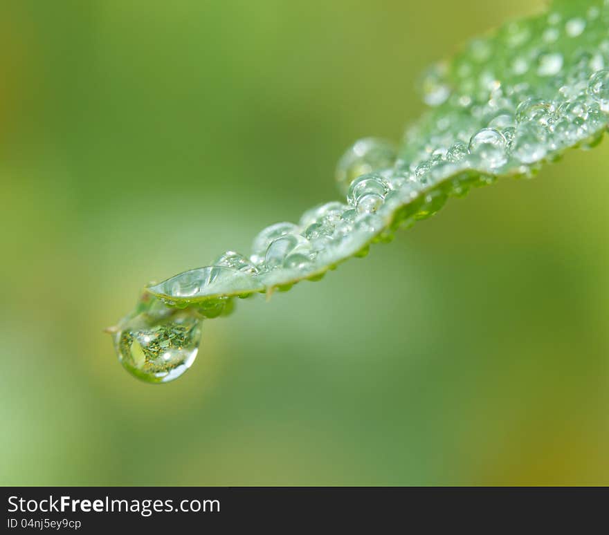 Dew in the summer morning.