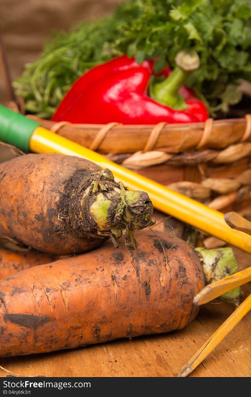 Fresh harvested carrots and rake