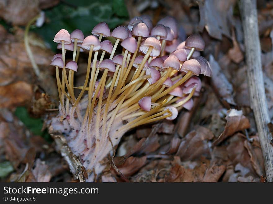 Colorful macro photo of mushrooms. Colorful macro photo of mushrooms