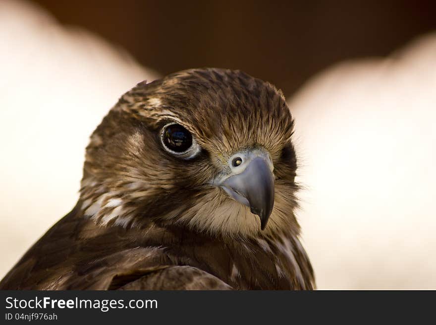 Great proud falcon looks straight