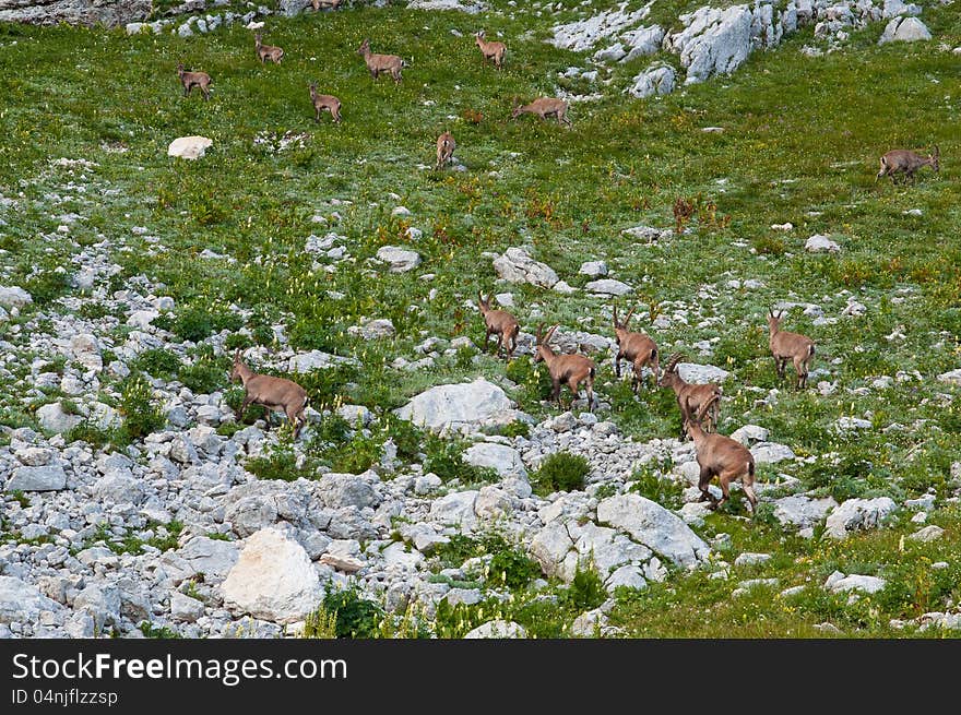 Herd of capricorns