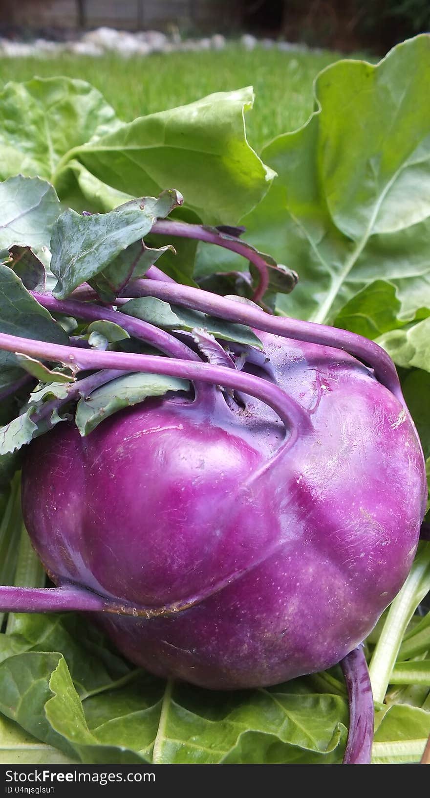 Purple kohlrabi