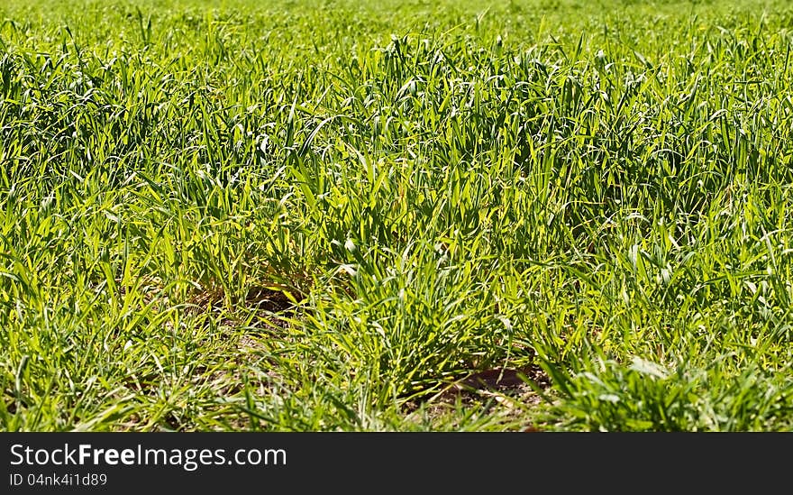 Green long lush bright spring grass background