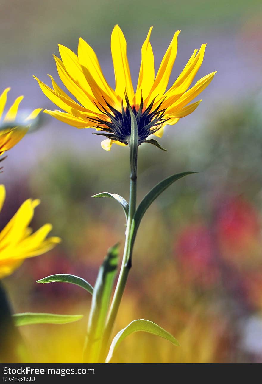 Yellow flower