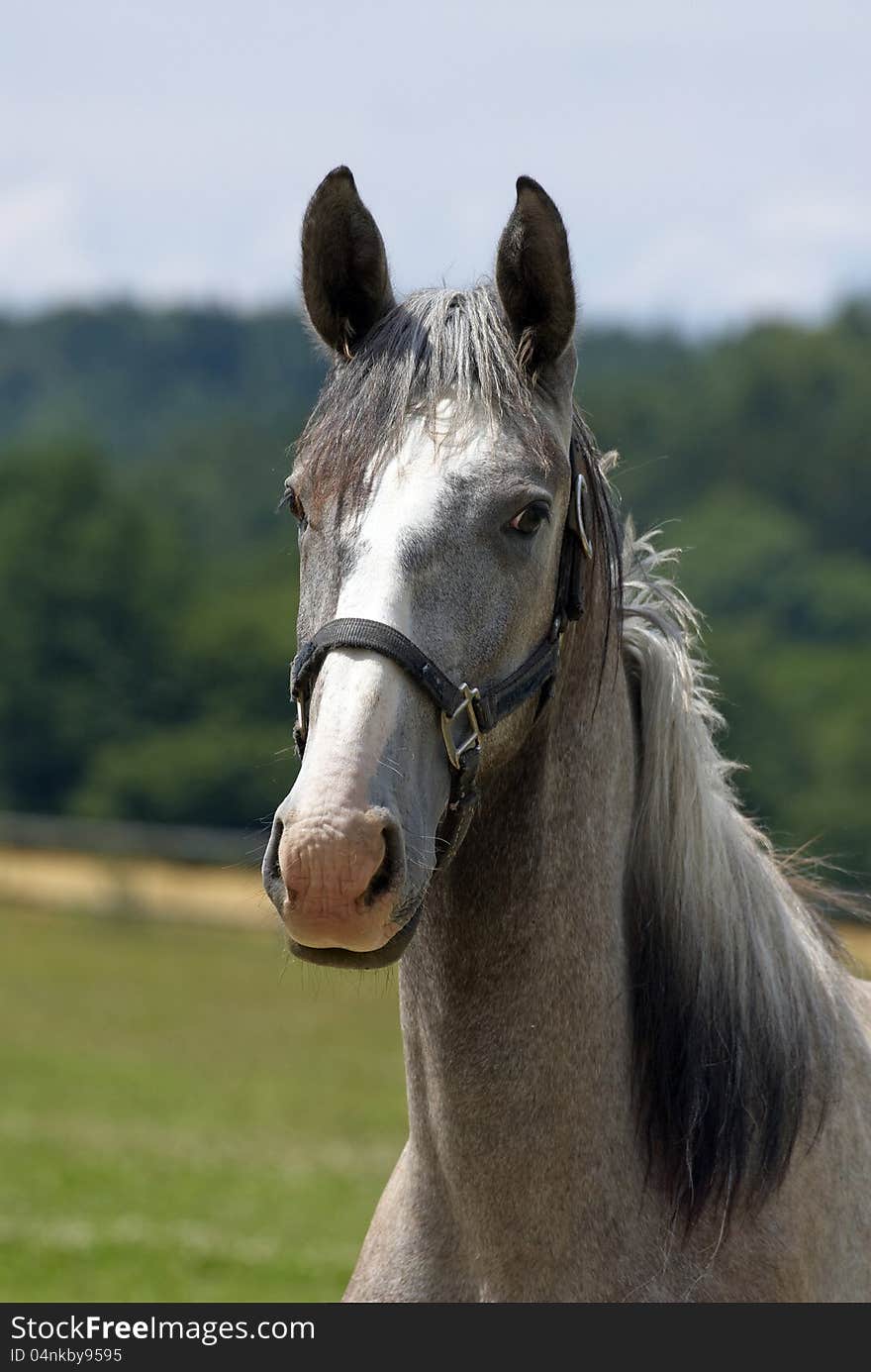 Young horse on the farm