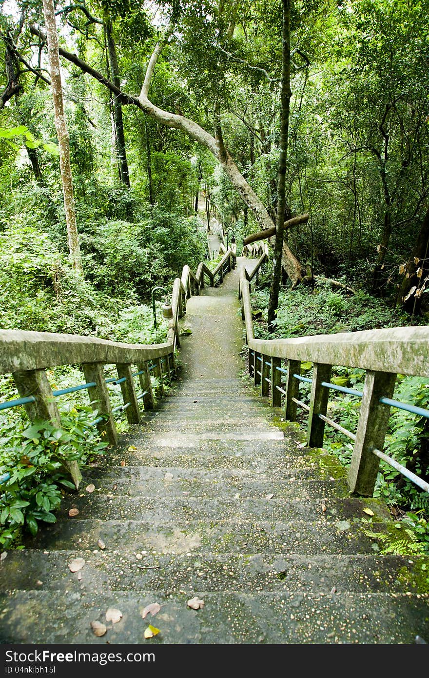 Old Stairs In Forest